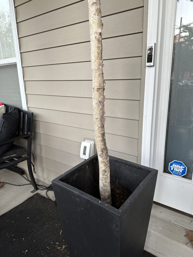 Christmas outdoor planter ideas, DIY Christmas outdoor planter, Christmas planter with birch branches, Outdoor holiday planter tutorial, Winter porch planter ideas, how to make a Christmas planter, birch branch Christmas arrangement, holiday planter with ornaments, outdoor Christmas decor ideas, DIY holiday planter with lights, winter outdoor arrangement, battery operated fairy lights outdoor, festive front porch décor, holiday urn planter ideas, Christmas container gardening